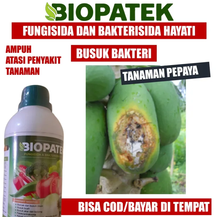 Obat Busuk Buah Batang Dan Daun Pepacaya California Terbaik Isi 500 ML