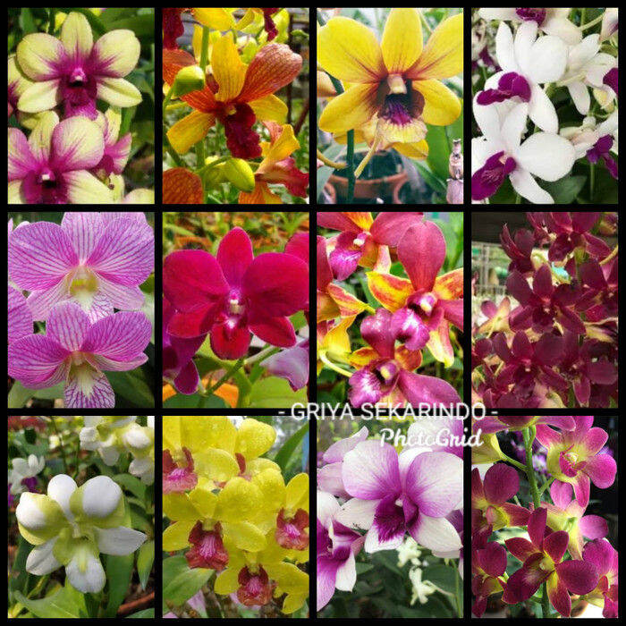 Seedling Anggrek Dendrobium Thailand Lazada Indonesia