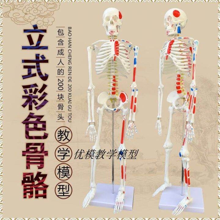 85 Cm 170 Cm Bone Model With Nerve Blood Vessels Heart And Brain Human