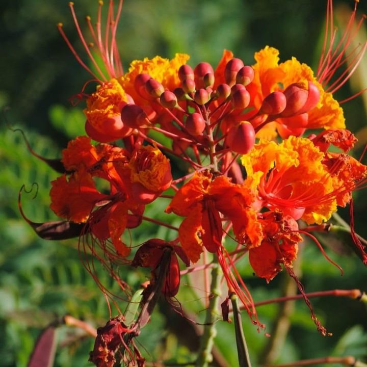 Peacock Flower Seeds Caesalpinia Pulcherrima Lazada