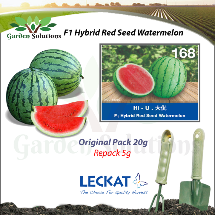 G Leckat Tembikai F Hybrid Watermelon Leckat Premium F Hybrid