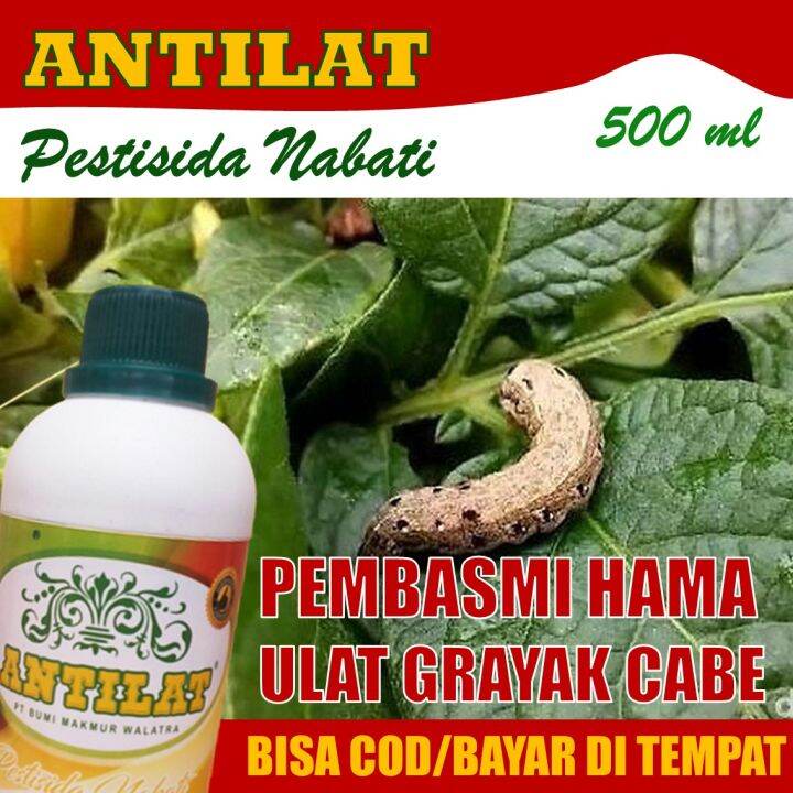 ANTILAT Pestisida Organik Obat Hama Grayak CABE 500 ML Insektisida