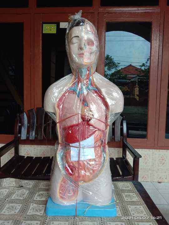 PHANTOM MANEKIN MANIKIN ORGAN TUBUH MANUSIA TORSO WANITA TORSO PRIA