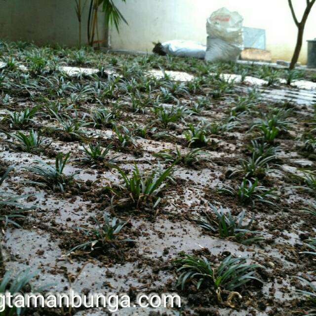 Ready Stok Tanaman Kucai Mini Tanaman Rumput Kucai Lazada Indonesia