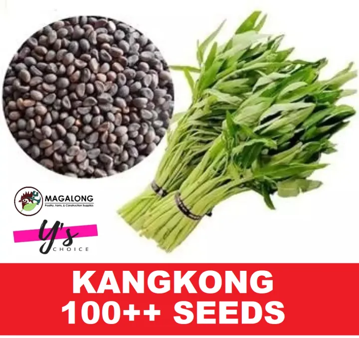 INTRODUCTORY SALE KANGKONG UPLAND 100 SEEDS CONDOR Lazada PH