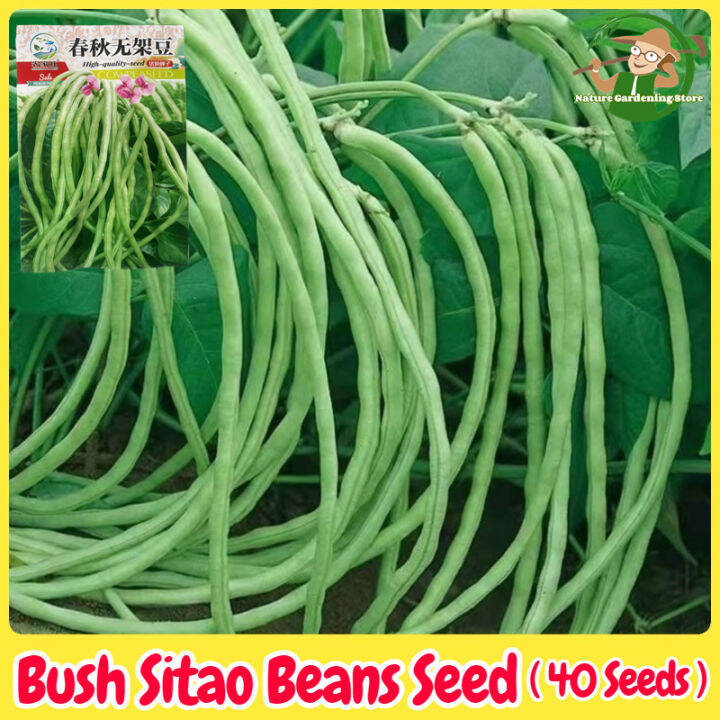 Fresh Organic Bush Sitaw Seeds For Planting 40 Seeds High Yield Bush