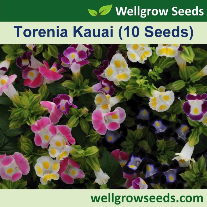 Torenia Kauai Assorted Colours Seeds Wishbone Biji