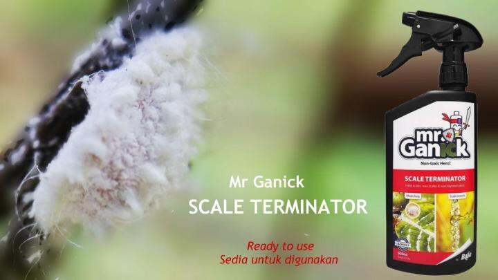 Baba Mr Ganick Scale Terminator Organic Pesticide For Mealy Bugs