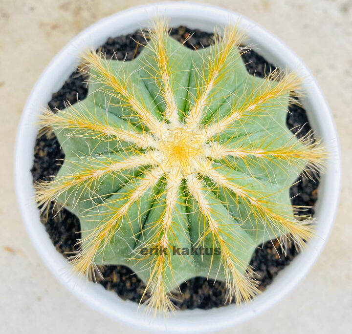 Kaktus Belimbing Notocactus Magnificus Bonus Pot Lazada Indonesia