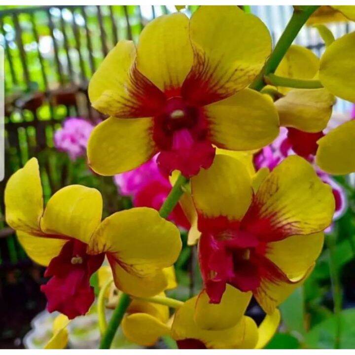 Seedling Anggrek Dendrobium Surya Gold Lazada Indonesia