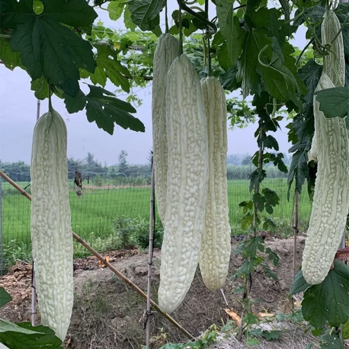 Biji Bernih Peria Putih Panjang Seeds White Bitter Gourd