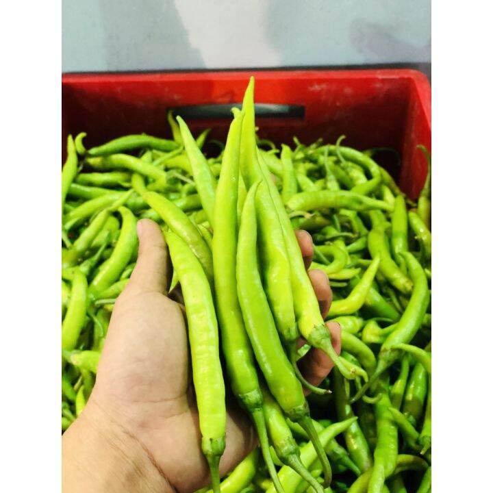 SILI PANIGANG Hybrid Pepper Panigang Best Vegetable Repacked Seeds