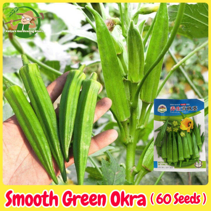 Fresh Organic Smooth Green Okra Seeds For Planting 60 Seed High Yield