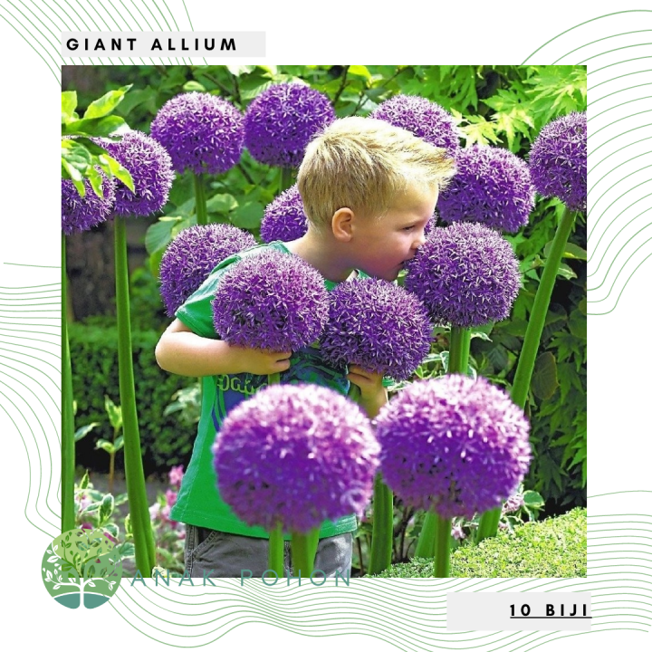 Biji Benih Bibit Biji Bunga Giant Allium Giganteum Globemaster