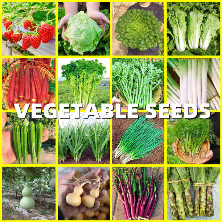 VEGETABLE SEEDS 34 Kinds of Vegetables Seeds for Planting 菜种子 水果种子