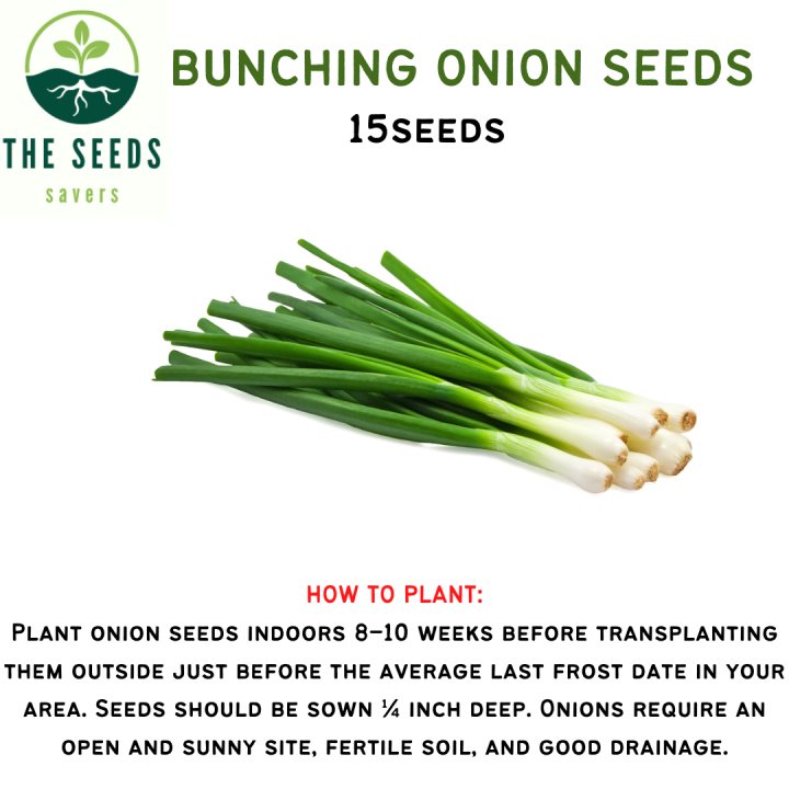 DAHON NG SIBUYAS SEEDS 15seeds Lazada PH