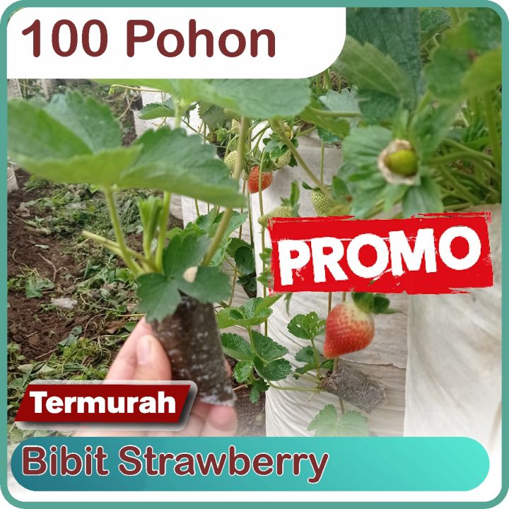 Pohon Bibit Strawberry California Lazada Indonesia