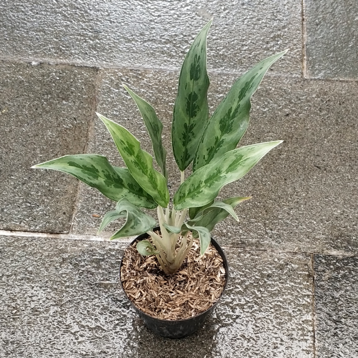 Tanaman Aglaonema Bamboo Lazada Indonesia