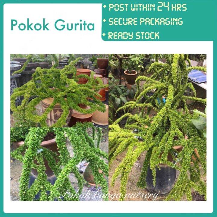 PBN Pokok Gurita Pokok Bunga Nursery Bonsai Kurita Outdoor Real