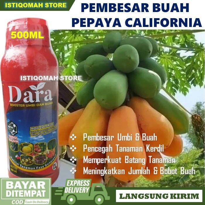 Pupuk Booster Pembesar Buah Pepaya California Dara Ml Pupuk Kalium