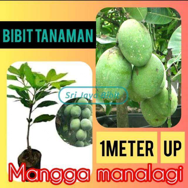 Bibit Mangga Manalagi Lalijiwo 1 Meter Up Srijayabibit Sentra