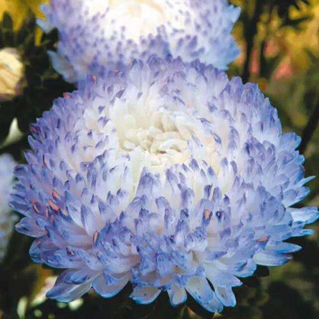 Benih Biji Bunga Aster Blue Ice Seeds Benih Biji Lazada Indonesia