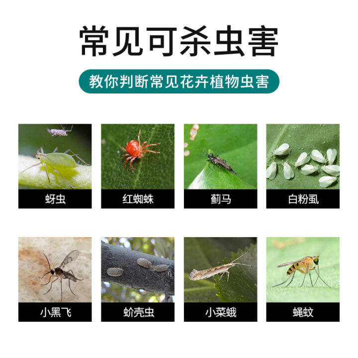 Insecticide Flower And Plant Insecticide Scale Insect Aphid Red