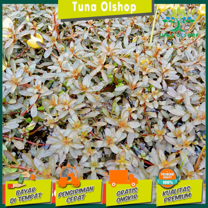 Paket Batang Tanaman Aquascape Ludwigia Inclinata Brown Tanaman