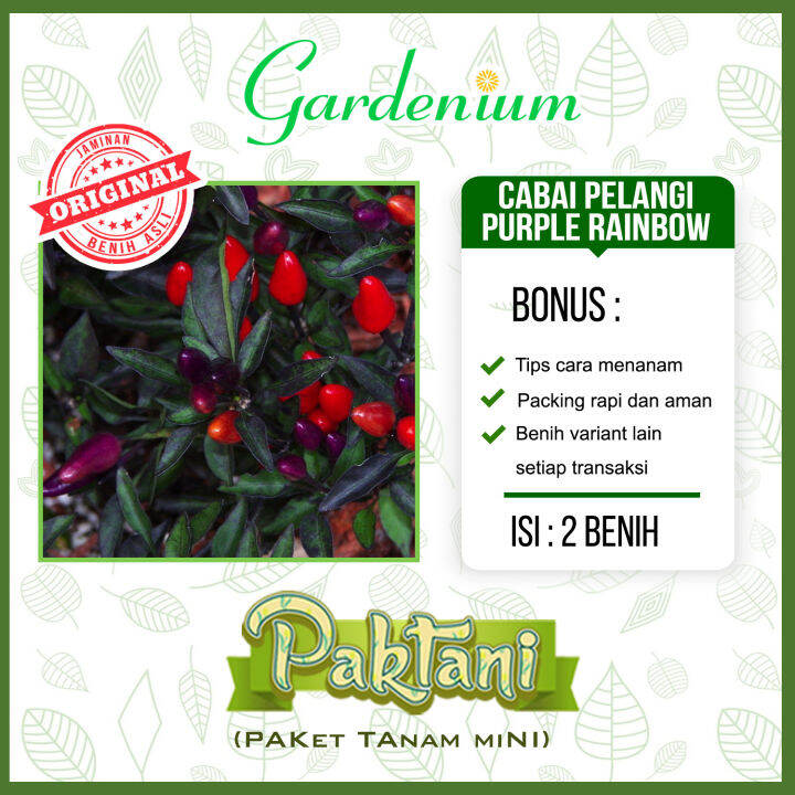 Benih Cabai Pelangi Purple Rainbow Tanaman Cabe Hias Ornamental