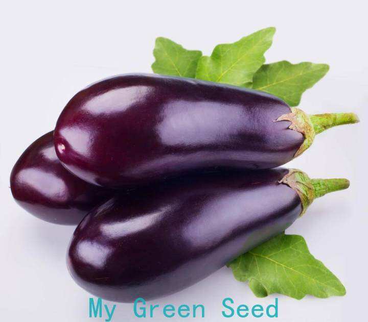 Eggplant Long Purple Seeds Wonder Jom Tanam By Crop Power Biji Benih