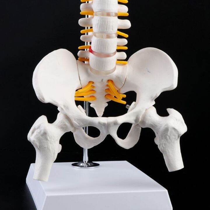 New Cm Flexible Human Spinal Column Vertebral Lumbar Curve