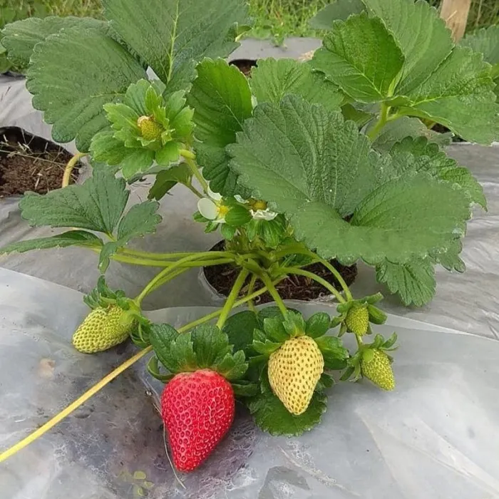 Tanaman Bibit Strawberry California Manis Daun Besar Super Tanaman Hias