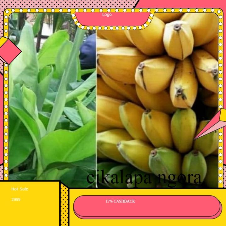 Bibit Pisang Kepok Varietas Unggul Siap Tanam Lazada Indonesia