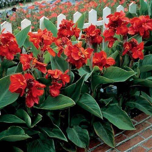 Kedai Benih Biji Red Canna Lilly Lily Cannova Indica Lilies Indian