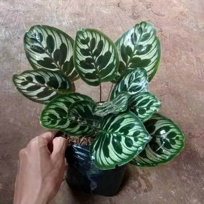 Tanaman Hias Calathea Makoyana Calathea Lazada Indonesia