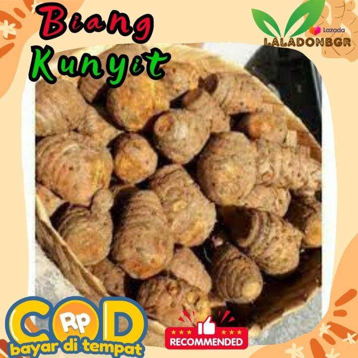 Biang Kunyit Induk Kunyit Empu Kunyit Segar Fresh Asli Original