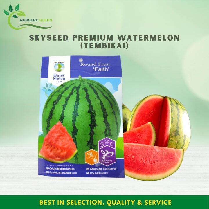 Skyseed Premium Watermelon Biji Benih Tembikai Premium Seed Easy To