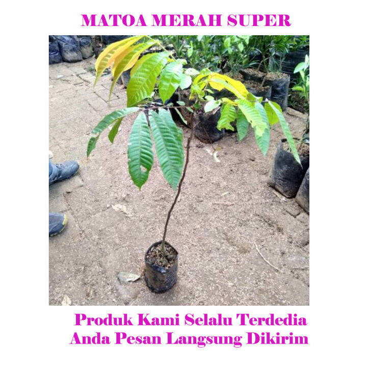 Matoa Tinggi 60cm Tanaman Buah Matoa Merah Pohon Buah Cepat Berbuah