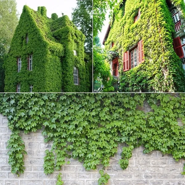 Philippines Ready Stock Pcs Boston Ivy Courtyard Climbing Ivy