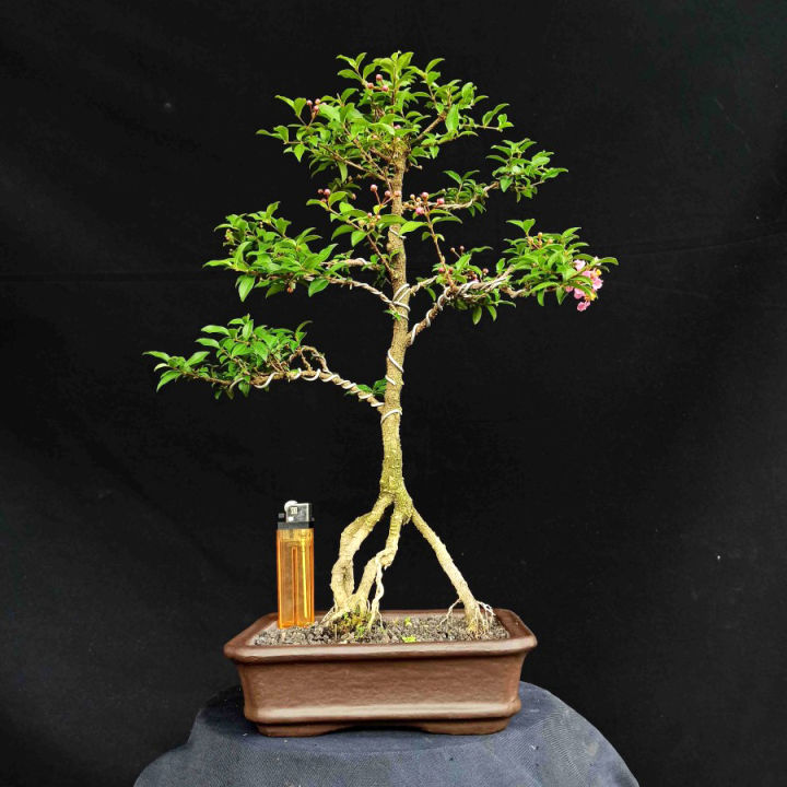 New Bonsai Berbunga Tanaman Pohon Sakura Mikro Natural Subur Lazada