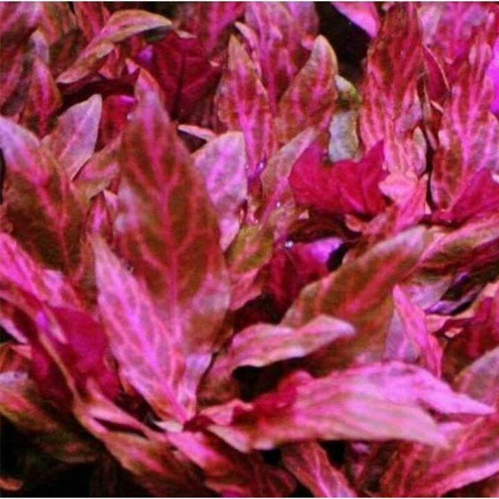 Alternanthera Reineckii Rosanervig Tanaman Air Aquascape Lazada Indonesia