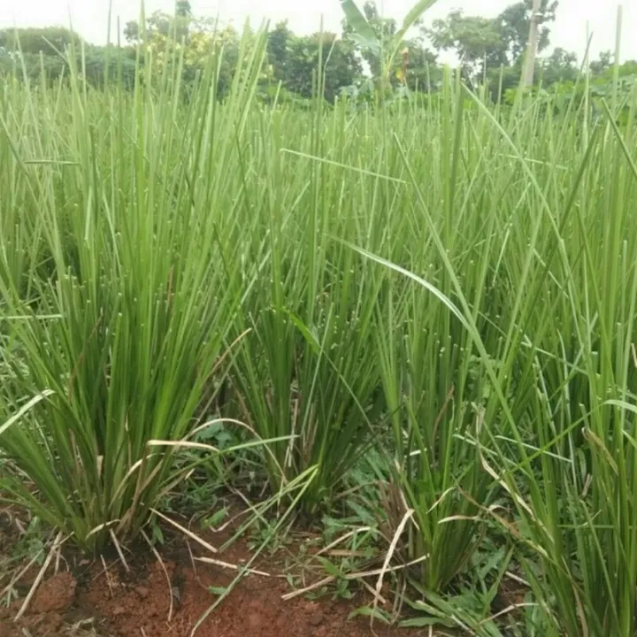 Bibit Rumput Vetiver Rumput Vetiver Batang Tanaman Akar Wangi