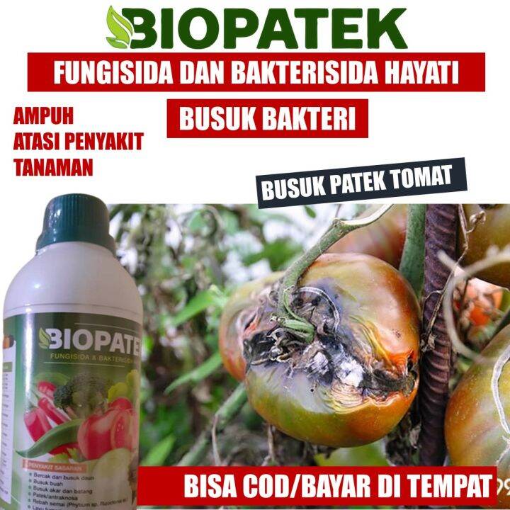 Rekomended Biopatek Ml Fungisida Hayati Obat Busuk Buah Pada