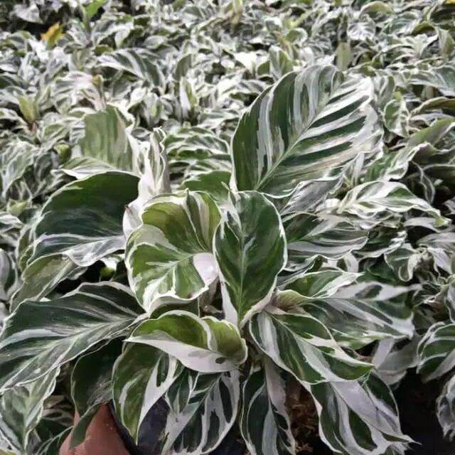 Paket Jenis Calathea Lazada Indonesia