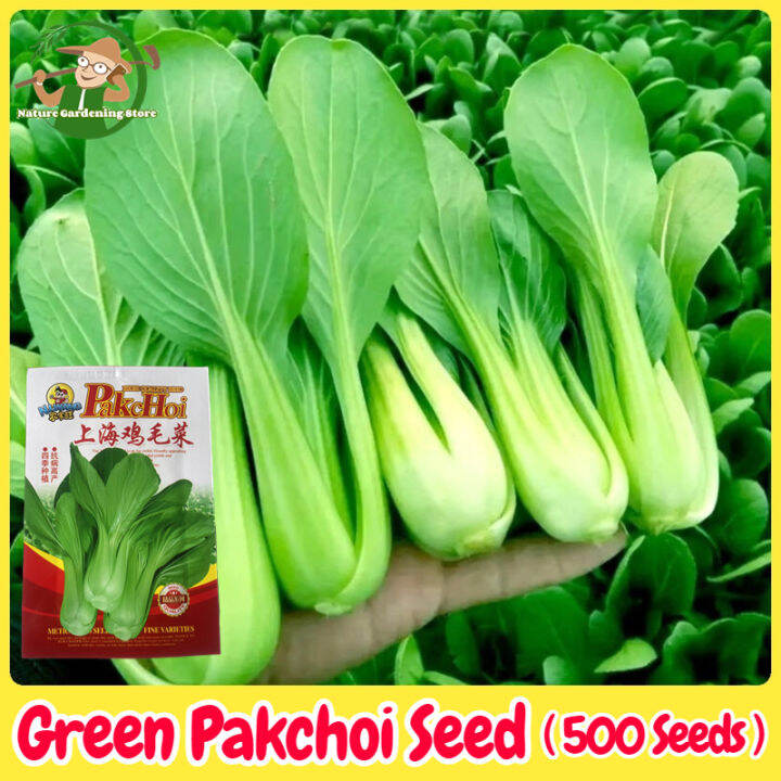 Fresh Organic Green Pakchoi Seeds Chinese Pechay Seeds For Planting