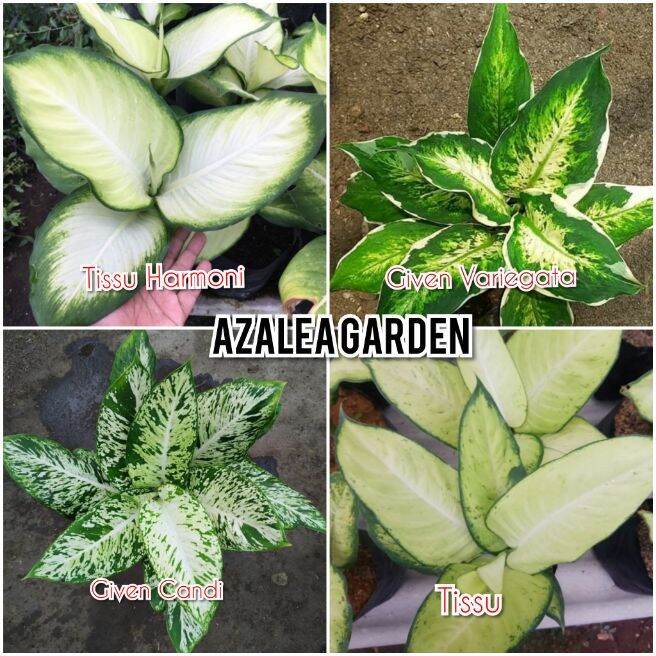 Paket 4 Bunga Aglonema Jenis Given Tissue Lazada Indonesia