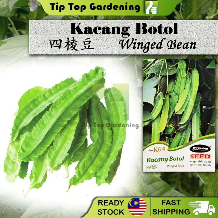 Winged Bean Jc Garden Vegetable Seed Biji Benih Kacang Botol Lazada Ph