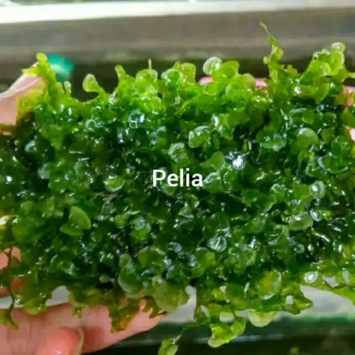 Tanaman Aquascape Moss Lempeng Pelia Lazada Indonesia