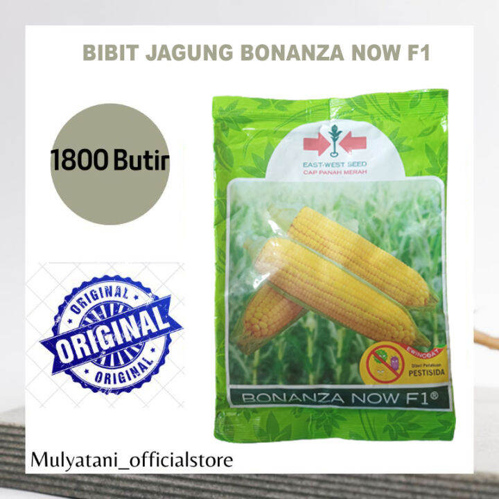 Bibit Biji Benih Jagung Manis Bonanza Now F1 1800 Setara 250 Gram Butir