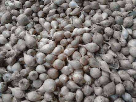 BAWANG PUTIH LANANG TUNGGAL LOKAL SUPER 250 Gram Lazada Indonesia